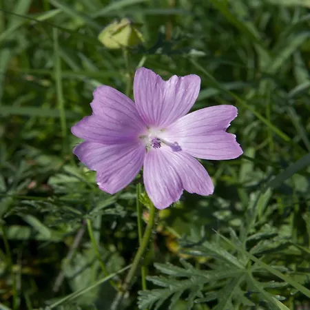 Appartement Couple At Hambachtal Oberhambach