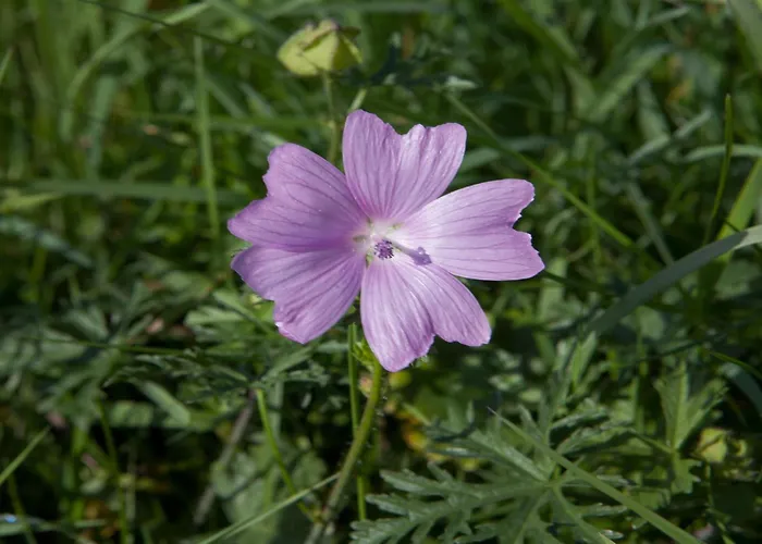 Lägenhet Couple At Hambachtal Oberhambach